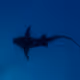 NurseShark