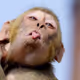 monk