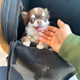His name is Mocha