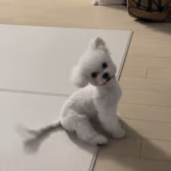 bobful