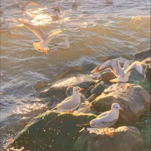 seagulls