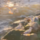 seagulls