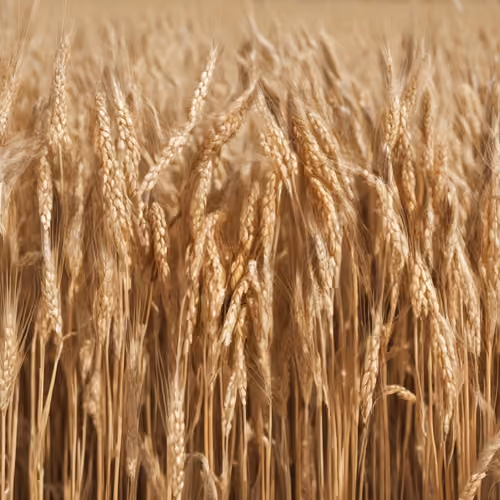 Additional Grain