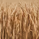 Additional Grain
