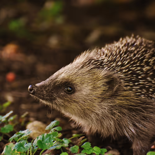 hedgehog