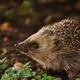 hedgehog
