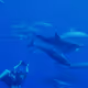 Underwater by dave