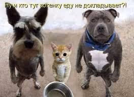 Bodyguard