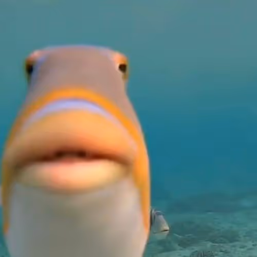 fish