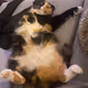 Fluffy cat
