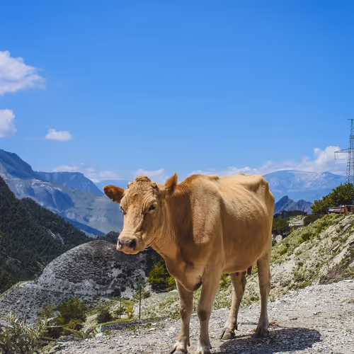 A cow standing on a rocky hill.