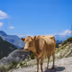 A cow standing on a rocky hill.