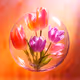 flowers zorb