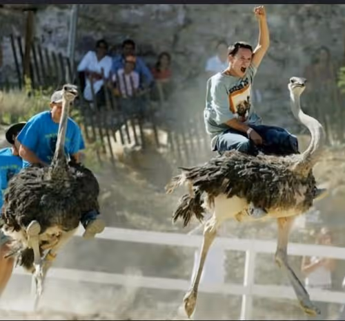 Ostrich race