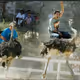 Ostrich race