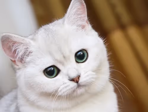 White Hat (Cat)