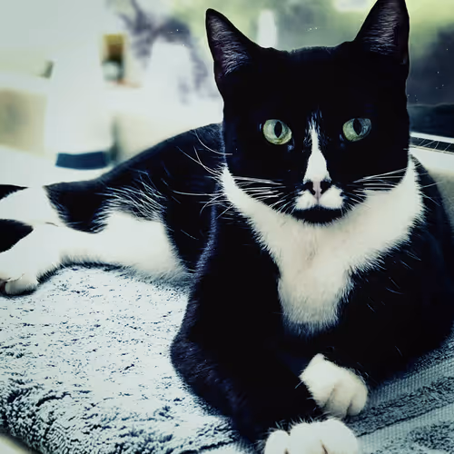 Crazy Cat Videos