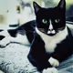 Crazy Cat Videos