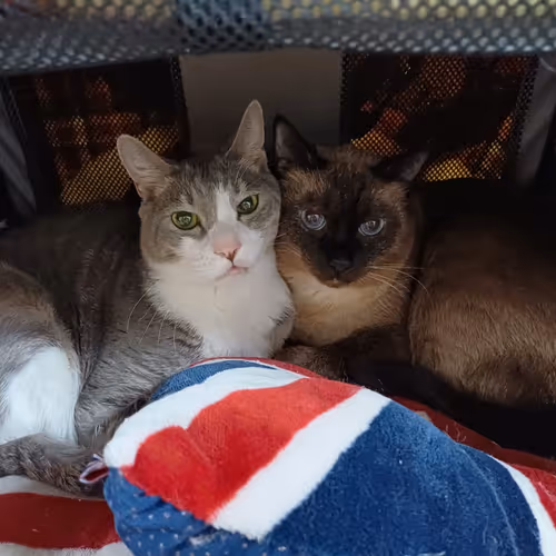 Cat's 1