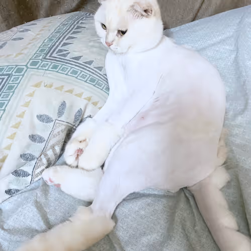 I'm Cute