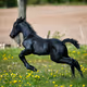 Winning Foal