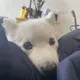 Lucky the Spitz