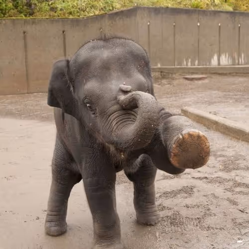 baby elephant