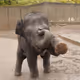 baby elephant