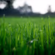 Stress relieving grass