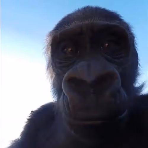 ZORA GORILLAS