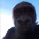 ZORA GORILLAS