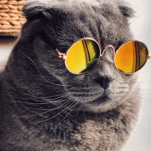 cool cat