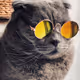 cool cat