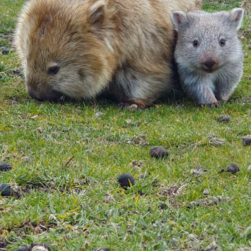 Wombat family