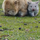 Wombat family