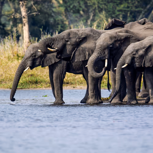 Elephants at the Watering Hole