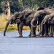 Elephants at the Watering Hole