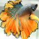gold fish