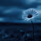 Lone Daisy