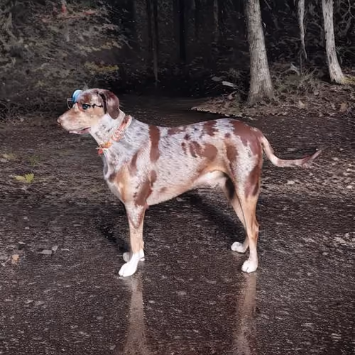 Catahoula Cool-029