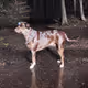 Catahoula Cool-029