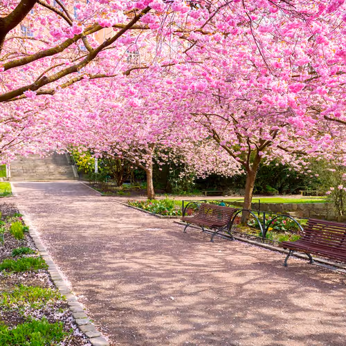 spring