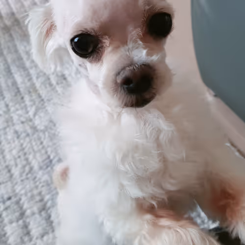 Coco