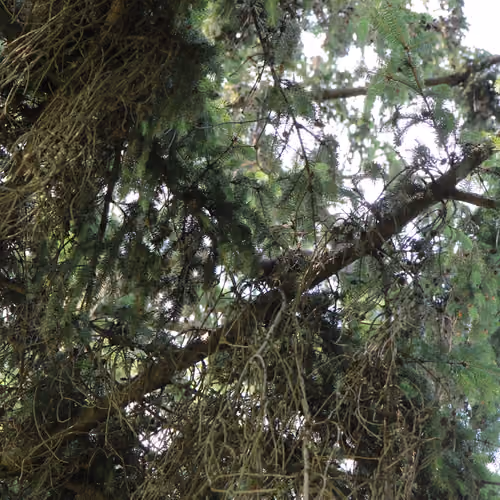 In Forest