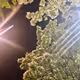 a single beam of light