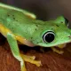ZORA FROG