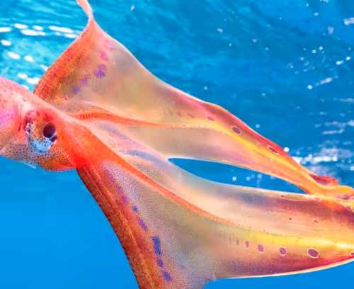 octopus