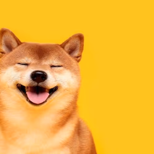 Zordogs