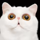 Meo