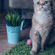 Supercat